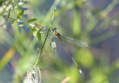 Lestes virens vestalis