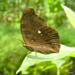 Junonia iphita iphita