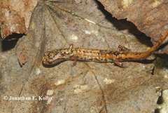 Cryptotriton nasalis