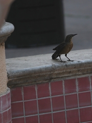 Quiscalus mexicanus