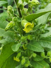 Nicotiana