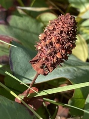 Anemopsis californica