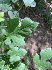 Vitis aestivalis