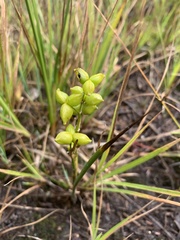 Scheuchzeria palustris