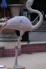 Quiscalus mexicanus
