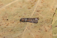 Tortricodes alternella