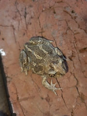 Pelobates vespertinus