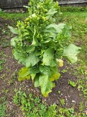 Nicotiana