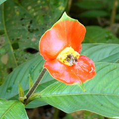 Palicourea tomentosa