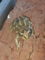 Pelobates vespertinus