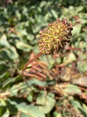 Anemopsis californica