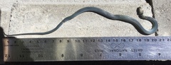 Opheodrys vernalis
