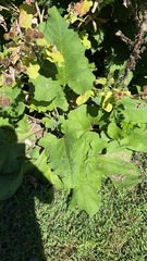 Stenotaphrum secundatum