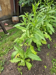 Nicotiana