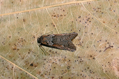 Tortricodes alternella