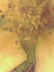 Potentilla furcata
