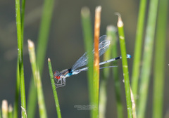 Erythromma najas