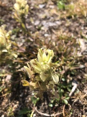 Castilleja occidentalis