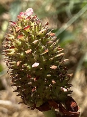 Anemopsis californica