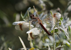 Sympetrum pedemontanum