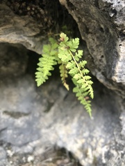 Cystopteris fragilis