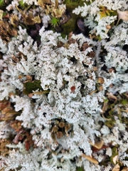 Stereocaulon