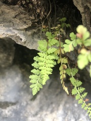 Cystopteris fragilis