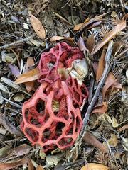 Clathrus ruber