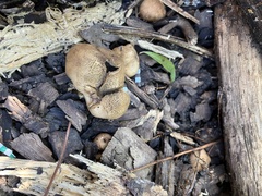 Scleroderma