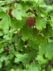 Ribes uva-crispa