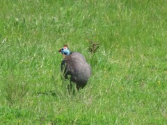 Numida meleagris coronatus