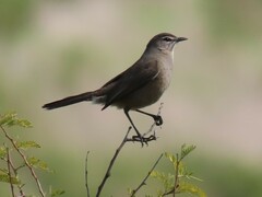 Cercotrichas coryphoeus coryphoeus