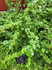 Ribes uva-crispa
