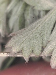 Potentilla furcata