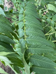 Juglans nigra
