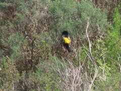 Euplectes capensis capensis