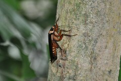 Periplaneta australasiae