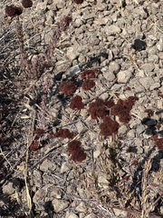 Eriogonum fasciculatum