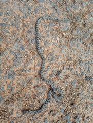 Hemorrhois hippocrepis