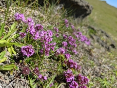 Thymus praecox britannicus