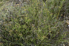 Notobubon collinum
