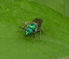 Augochloropsis metallica