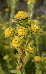 Leucadendron coriaceum