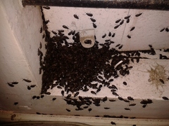 Coleoptera
