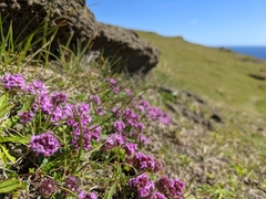 Thymus praecox britannicus