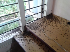 Coleoptera