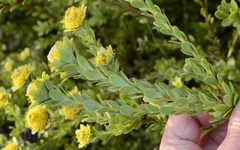 Leucadendron coriaceum