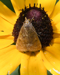Achyra rantalis