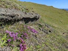 Thymus praecox britannicus