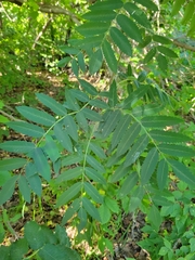 Sorbus aucuparia